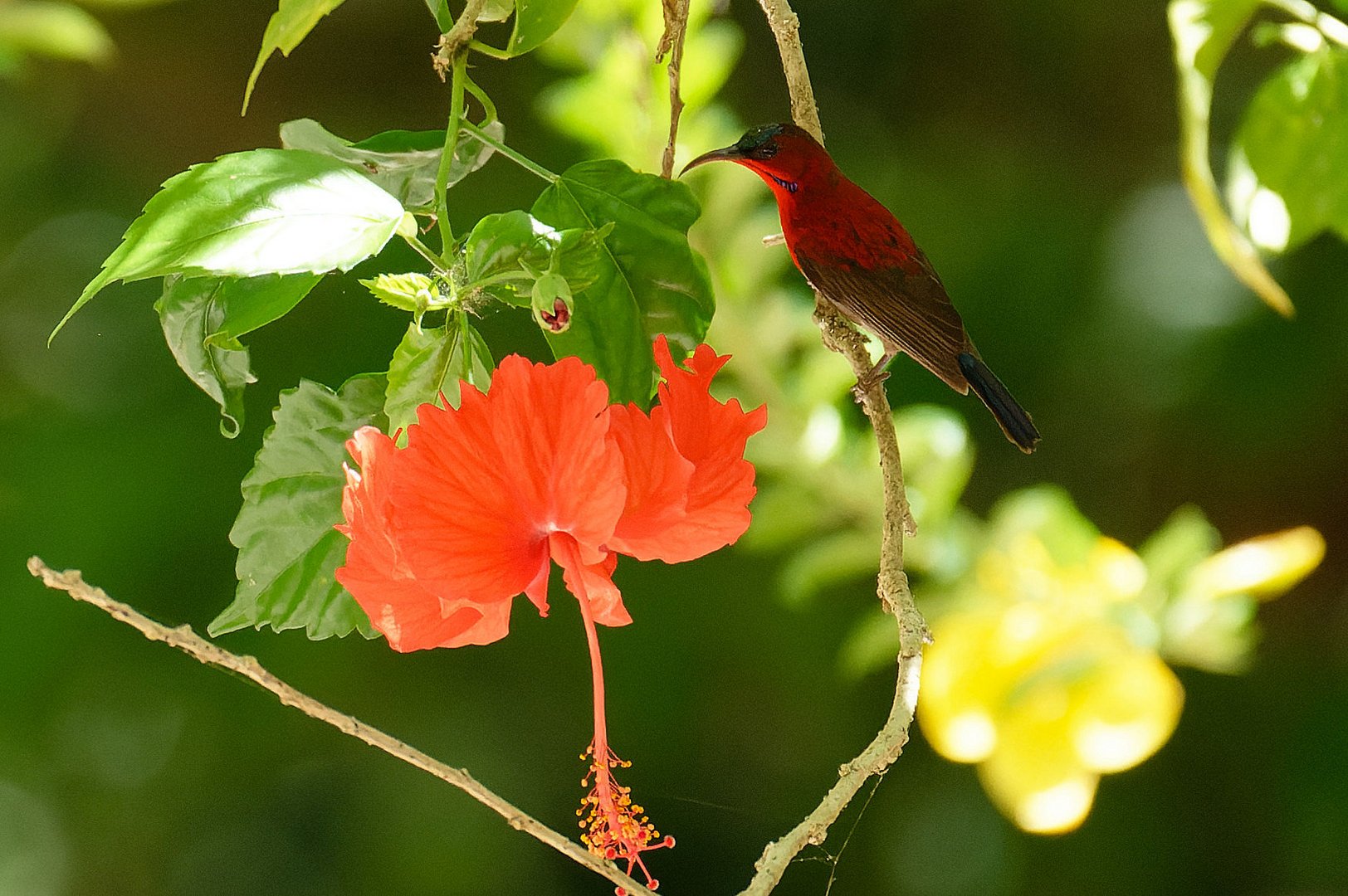 Nektarvogel beim Ton Pling Wasserfall