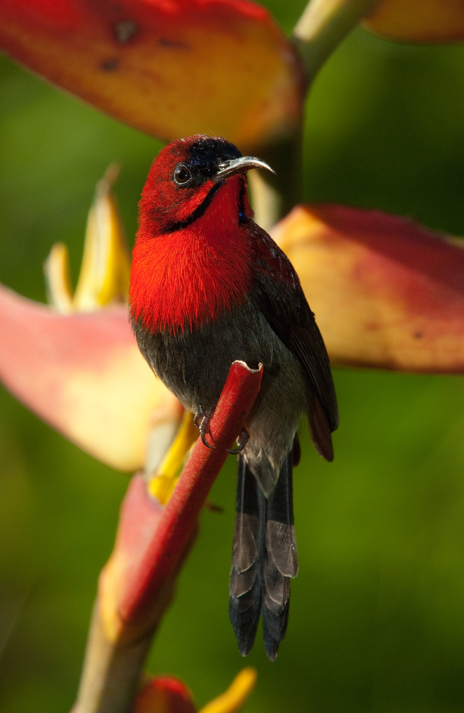 Nektarvogel - Botanic Gardens - Singapur