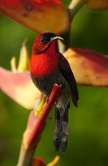 Nektarvogel - Botanic Gardens - Singapur