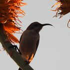 Nektarvogel im Sonnenfeuer