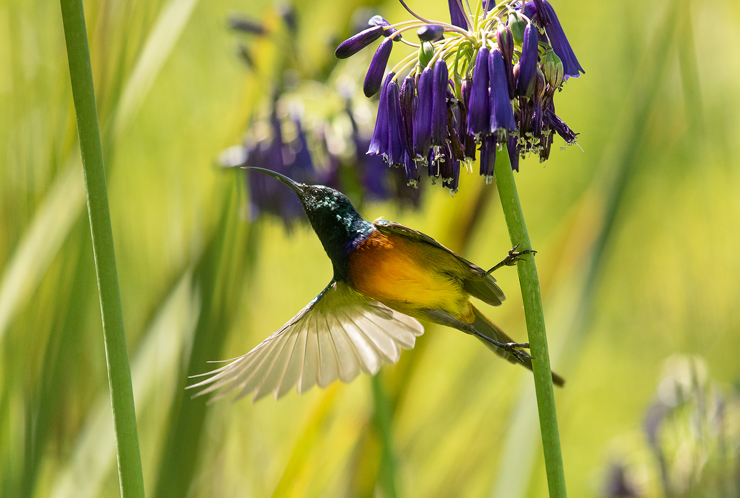 ***   NEKTARVOGEL MÄNNCHEN   ***