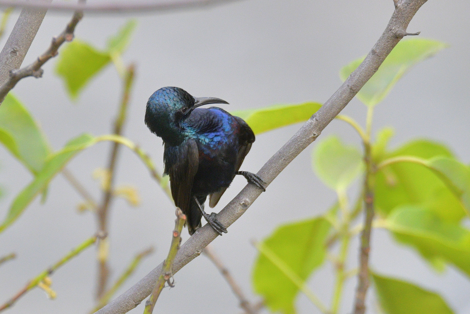 Nektarvogel Männchen