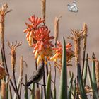 Nektarvogel und Schmetterling inmitten von Blüten