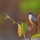 Nektarvogel Weibchen