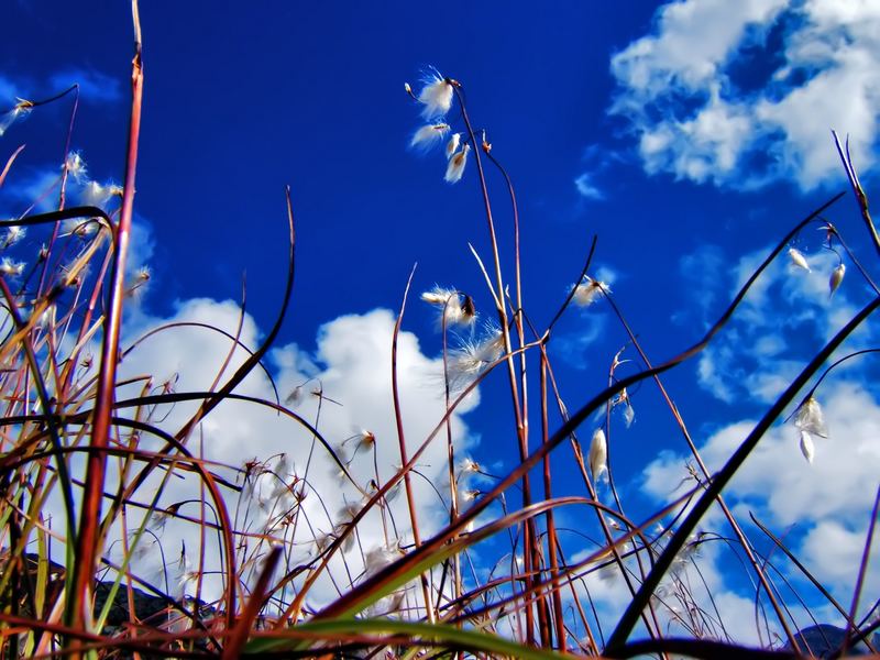 Nel Blu dipinto di Blu