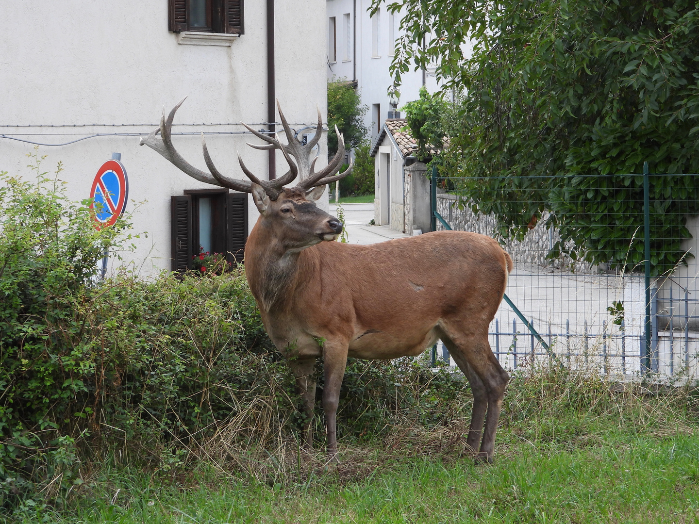 Nel borgo tra i cervi