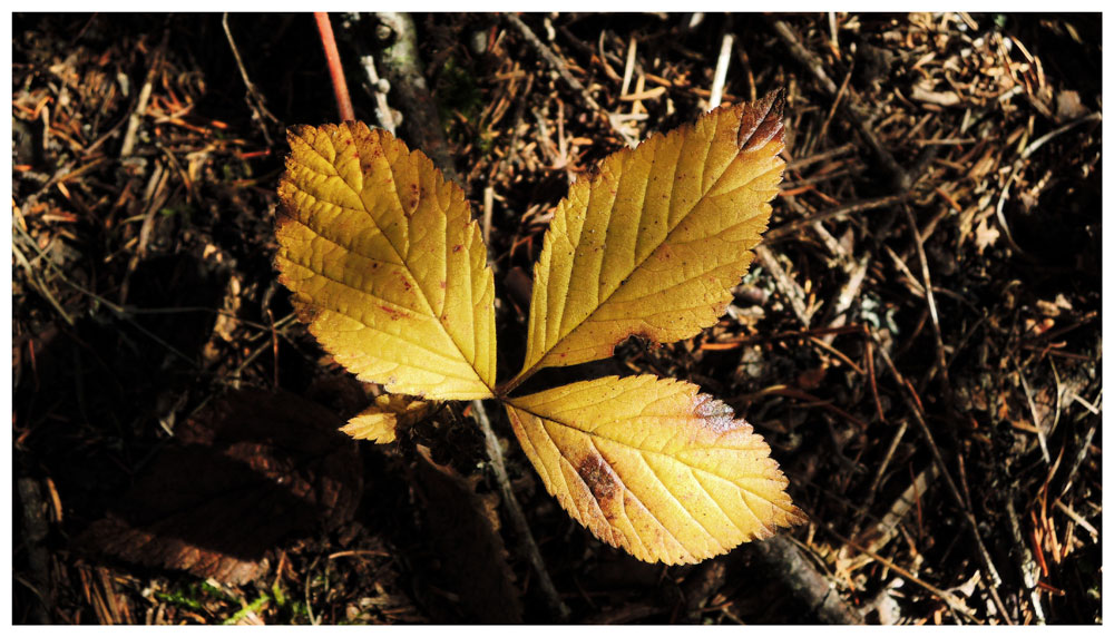 Nel bosco #1