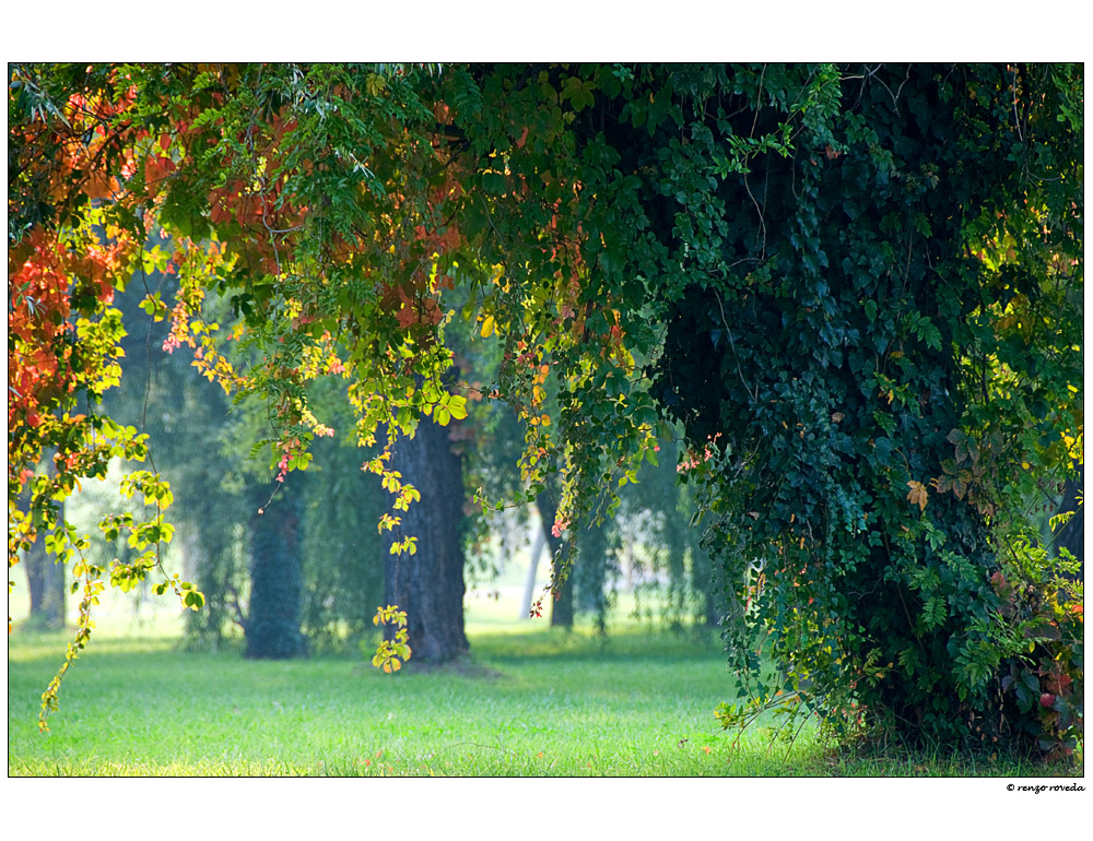 Nel bosco