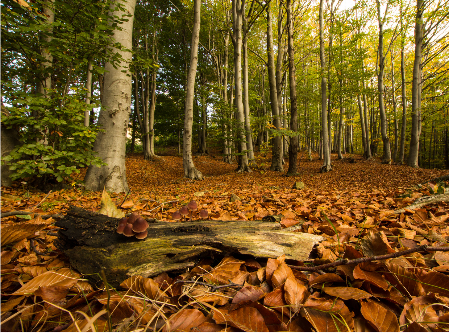 nel bosco