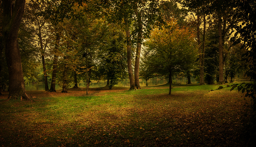 Nel bosco