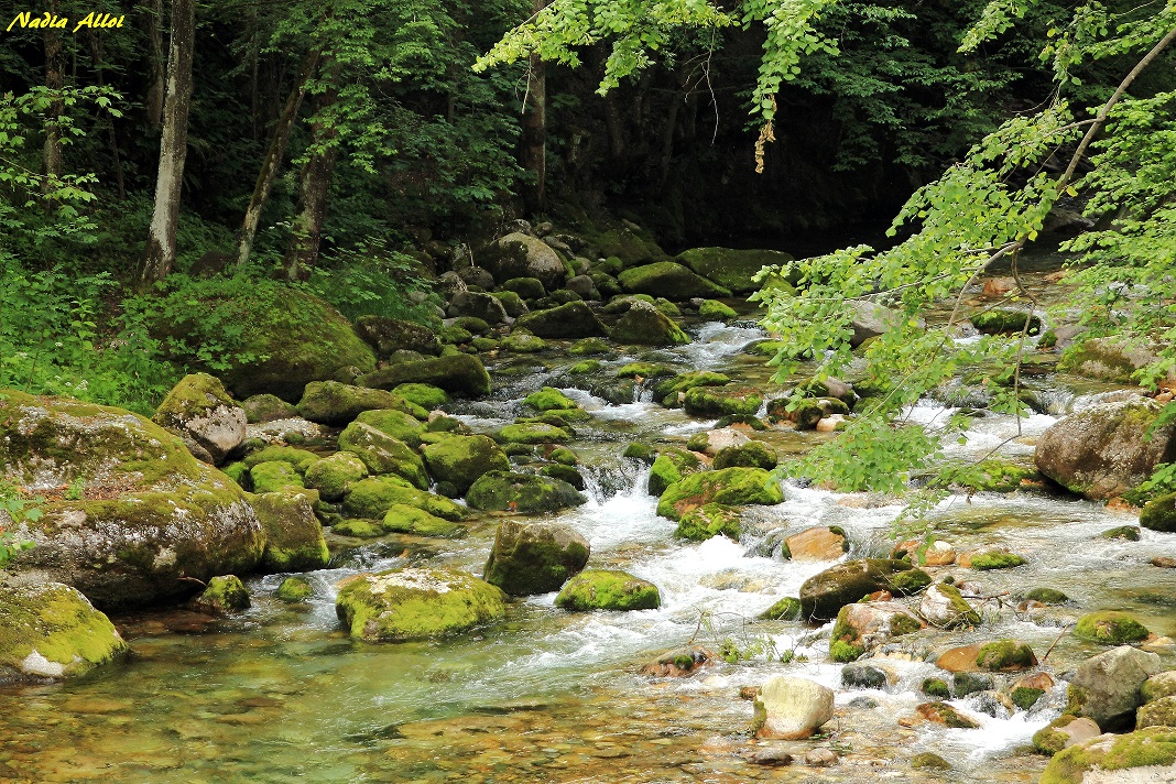 Nel bosco