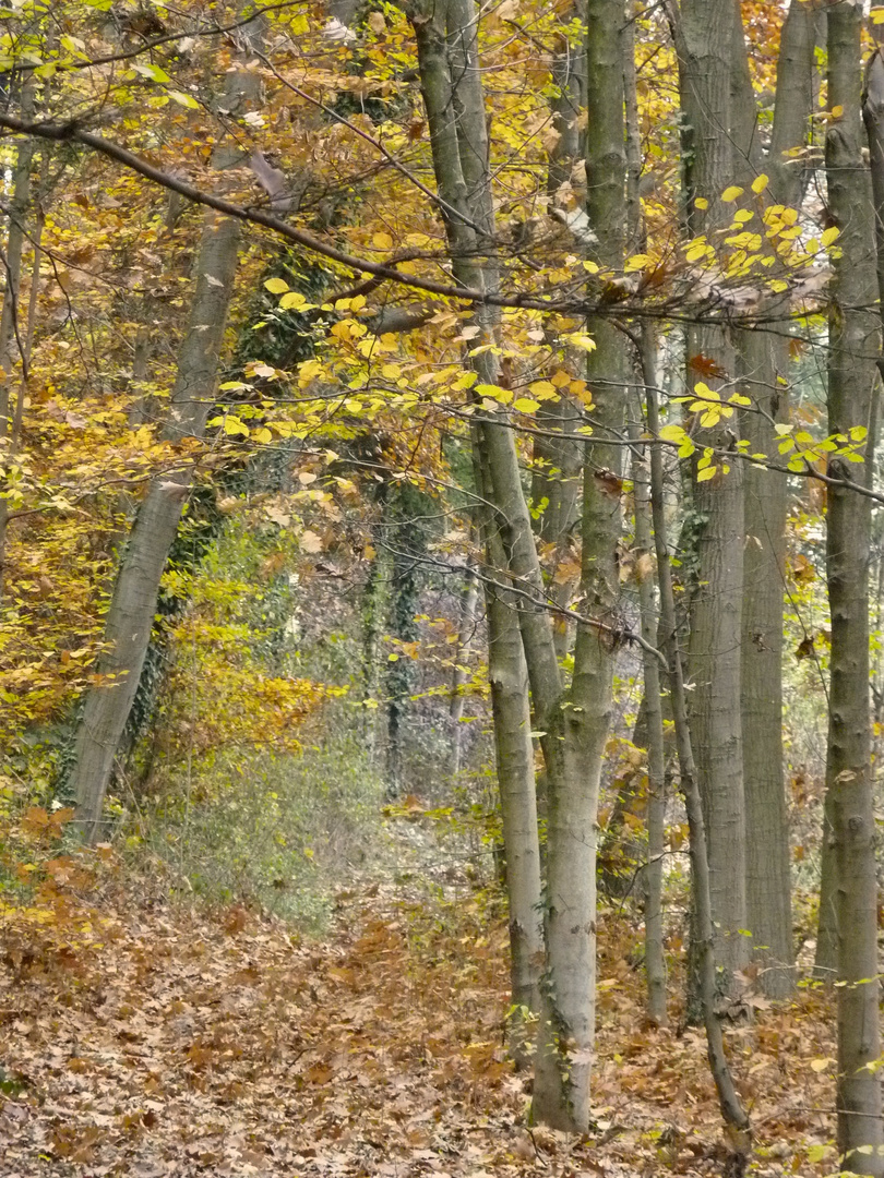 Nel bosco