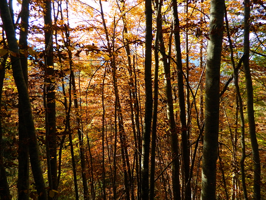 Nel bosco, d' autunno ...