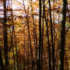 Nel bosco, d' autunno ...