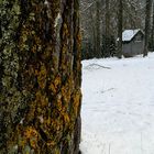Nel bosco d' inverno