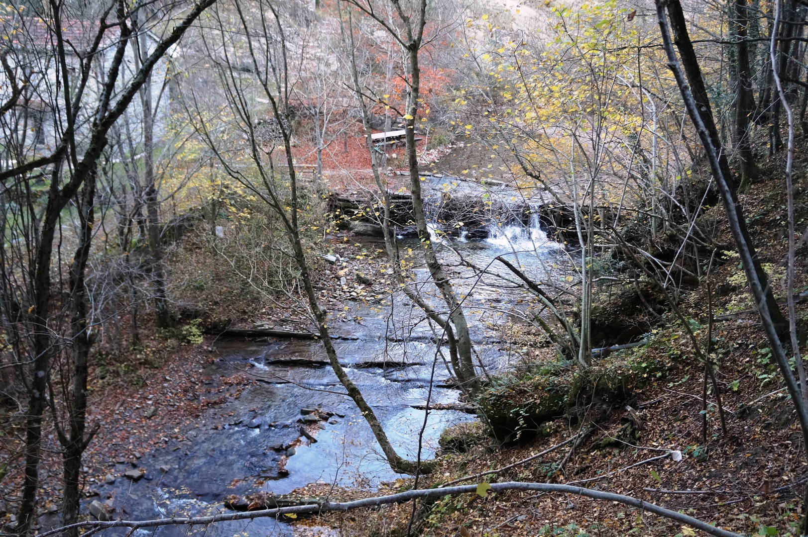 Nel bosco.