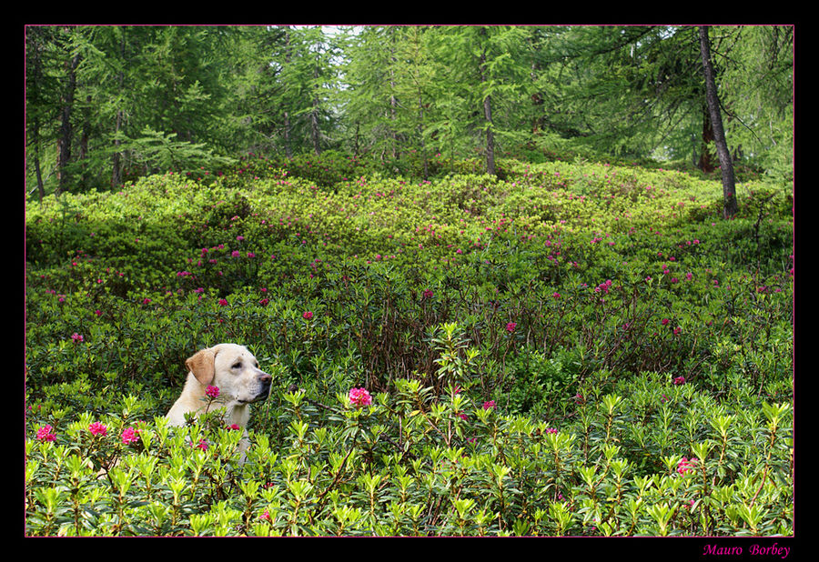 Nel bosco dei rododendri.