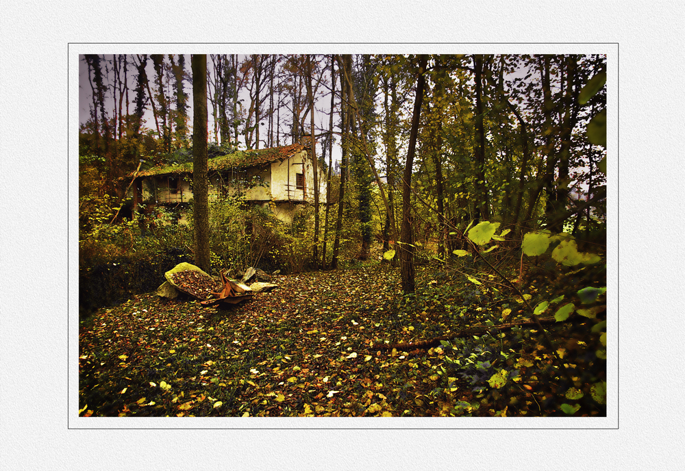 NEL BOSCO DEL MULINO VECCHIO