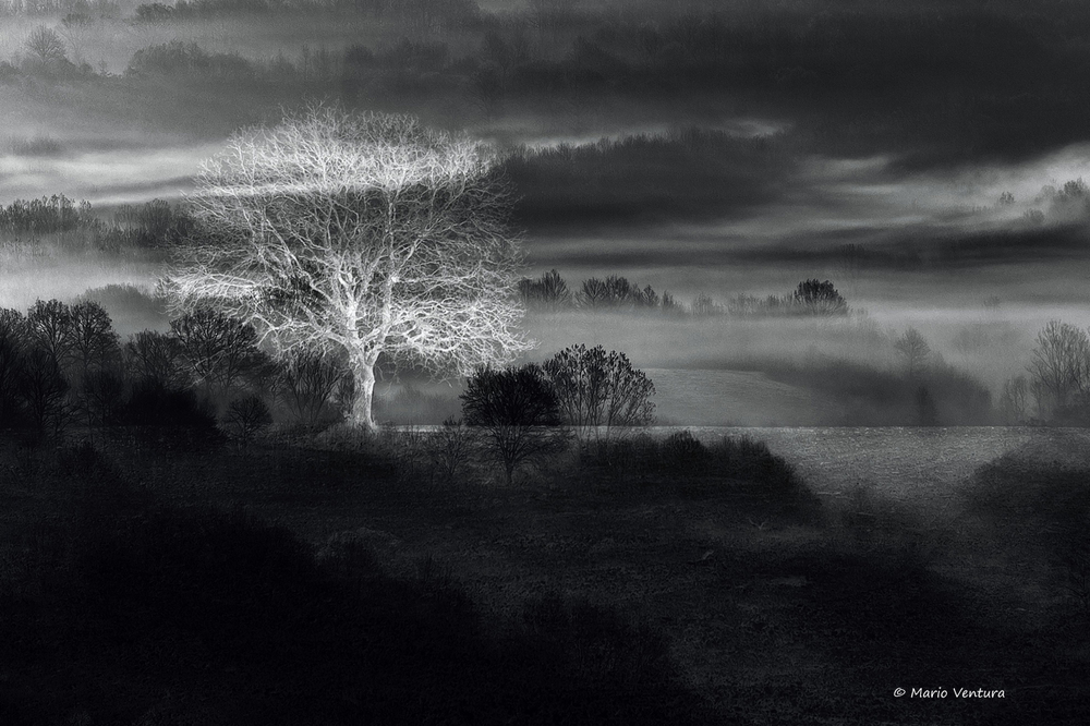 Nel bosco delle nebbie