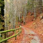 Nel bosco di faggi