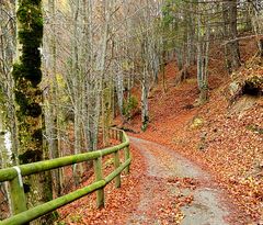 Nel bosco di faggi