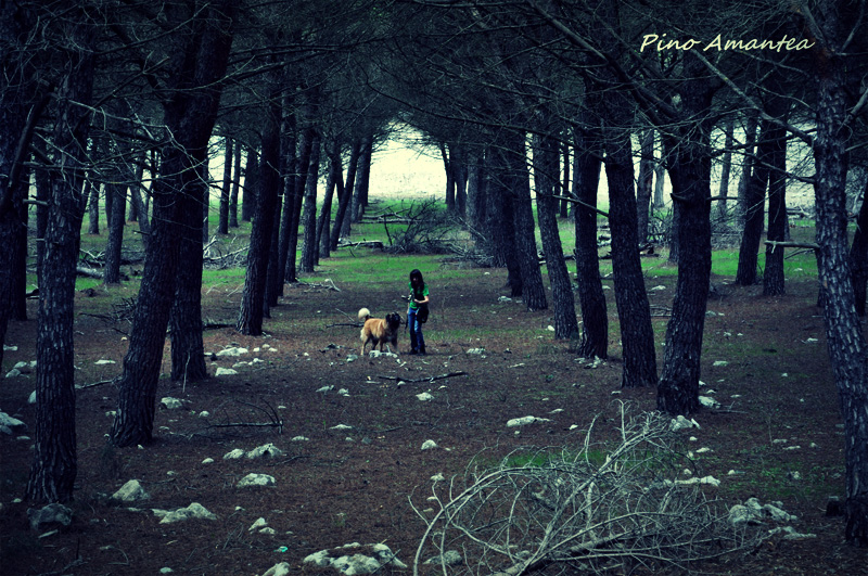 Nel bosco di Monte Pellegrino (Palermo).