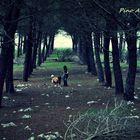 Nel bosco di Monte Pellegrino (Palermo).