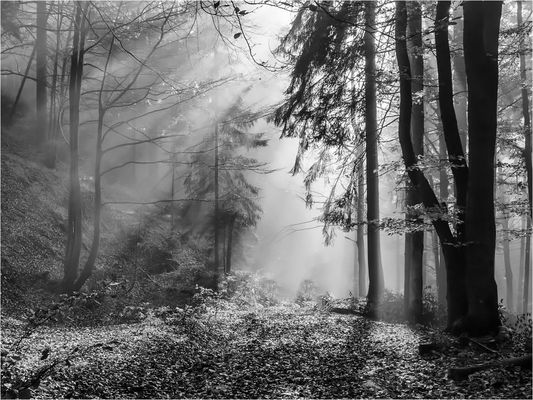 Nel bosco di primo mattino.
