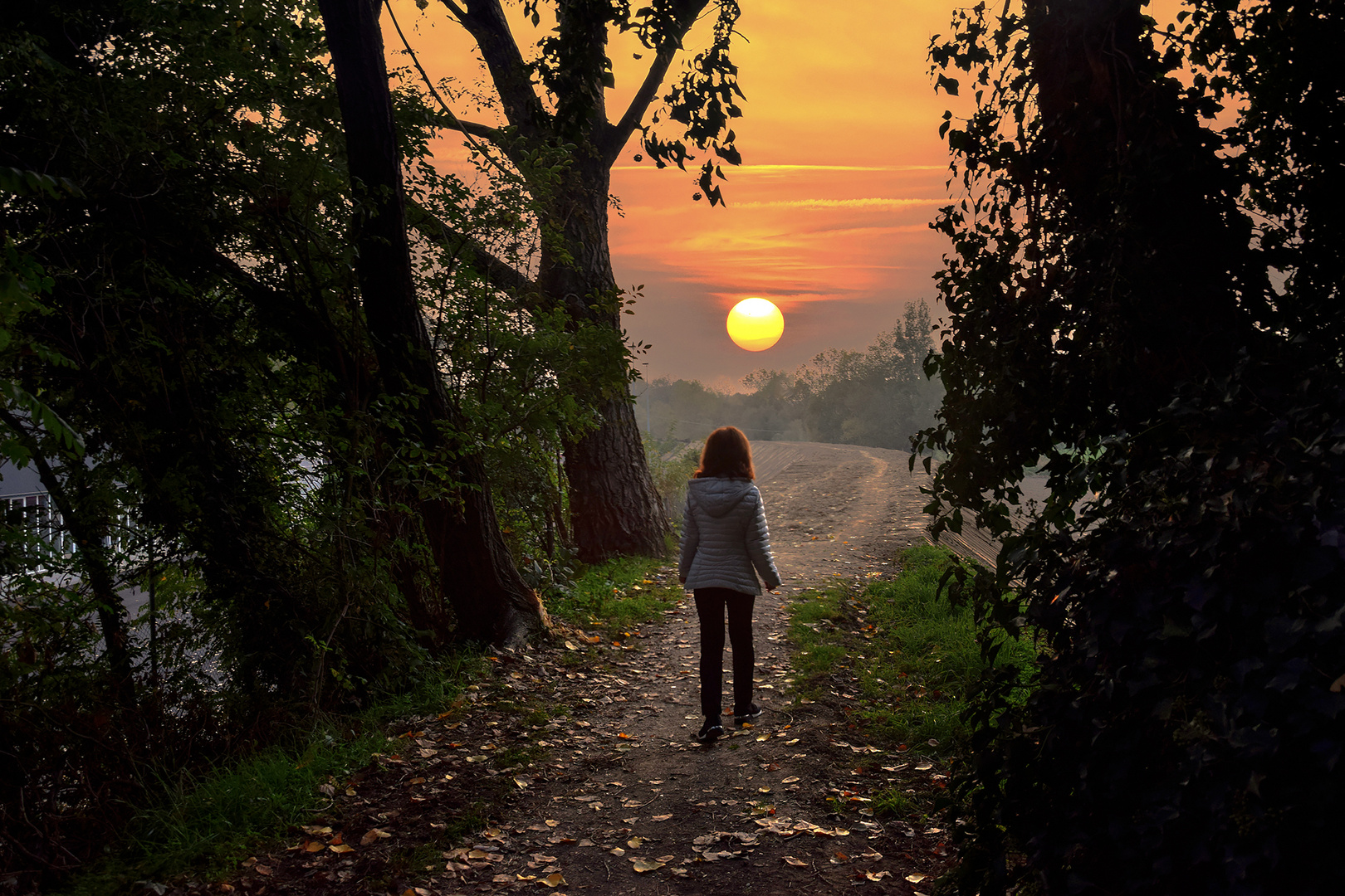 nel bosco di sera