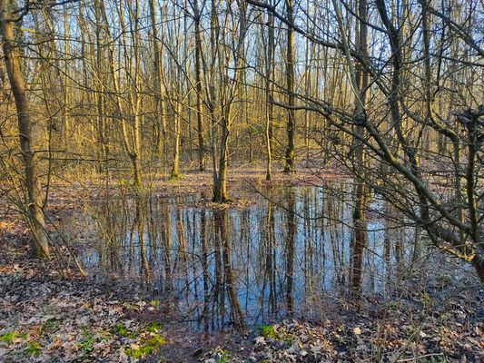 Nel bosco dopo la pioggia
