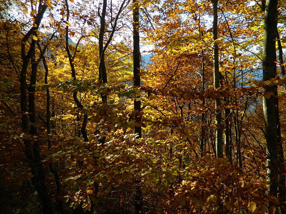 Nel bosco ...