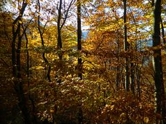 Nel bosco ...