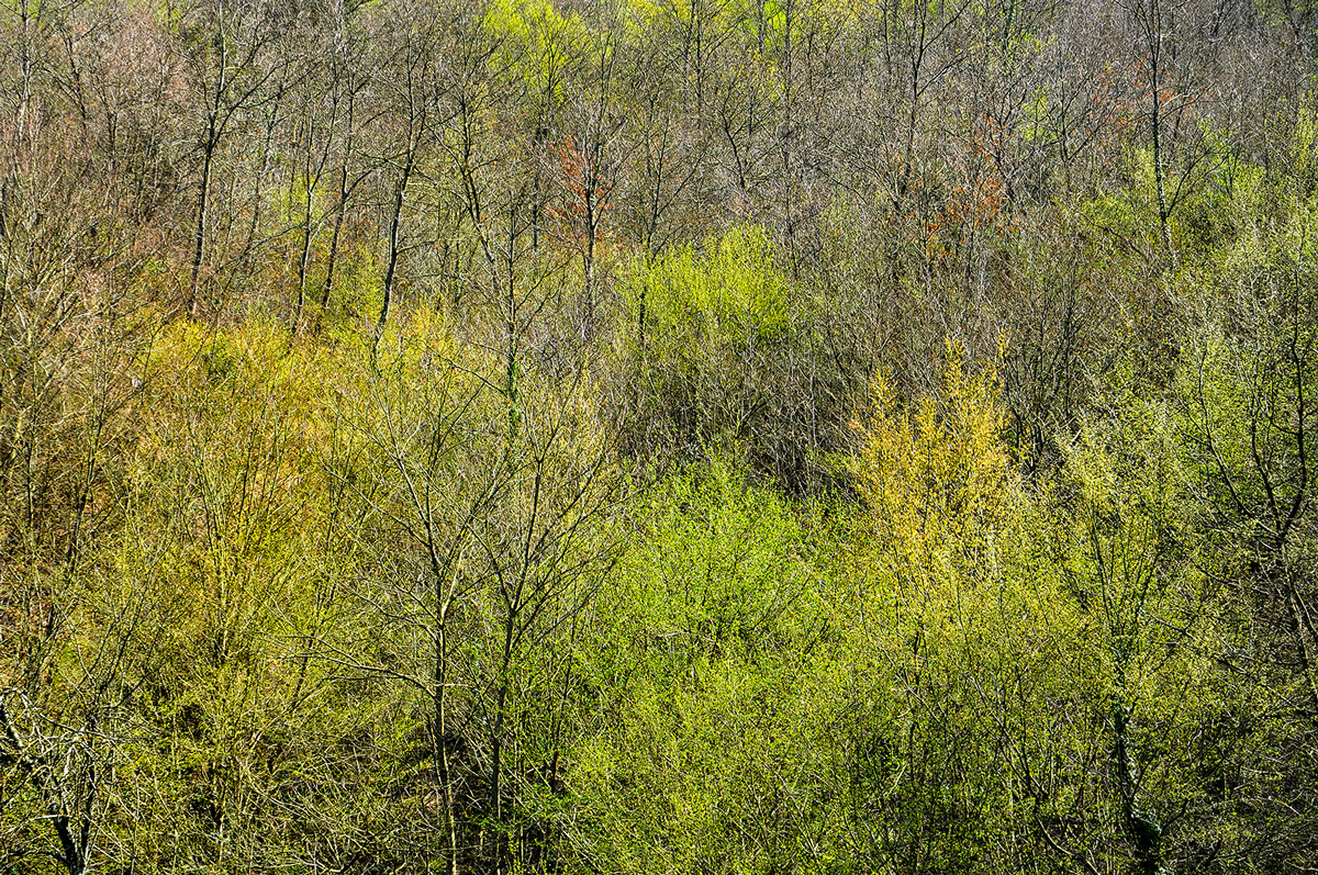 nel bosco i colori