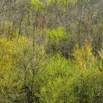 nel bosco i colori