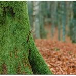 Nel bosco in autunno