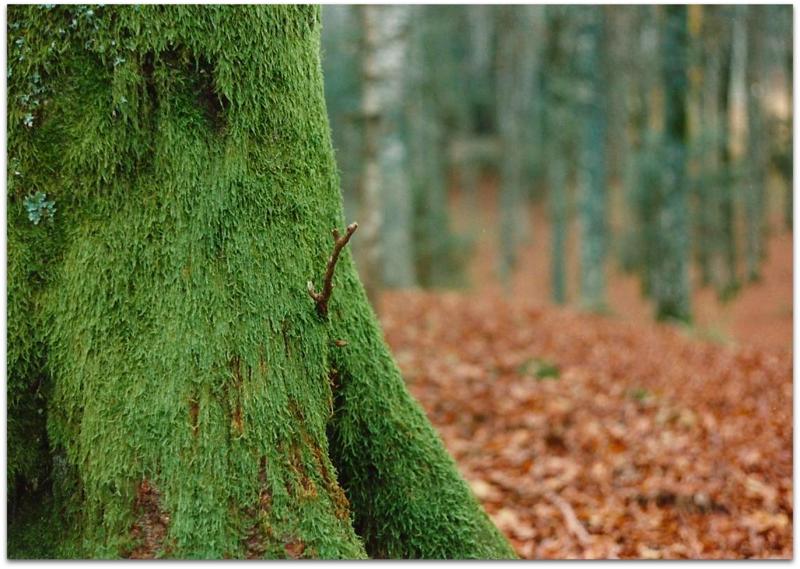 Nel bosco in autunno