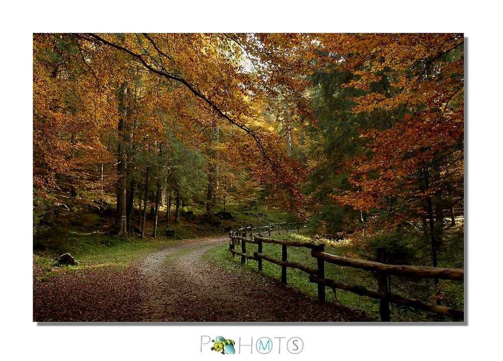 Nel bosco incantato