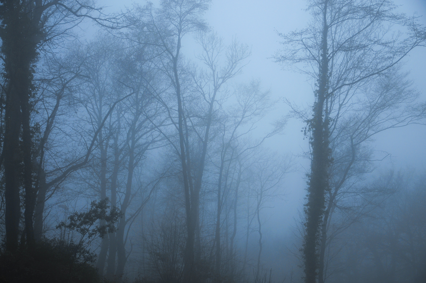 nel bosco la nebbia