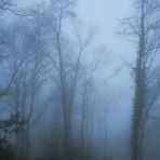 nel bosco la nebbia