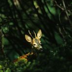 Nel bosco oscuro !!