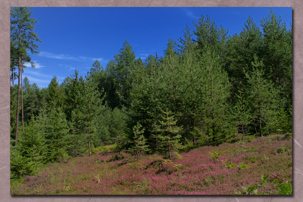 Nel bosco tra l'erica e il cielo