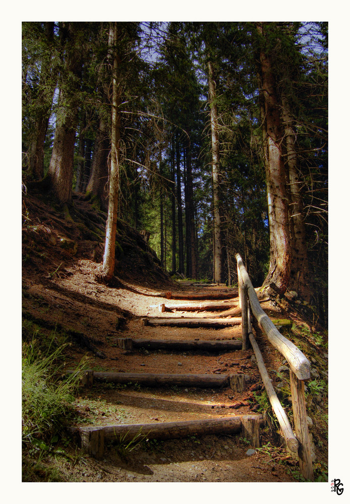 Nel bosco un raggio di sole