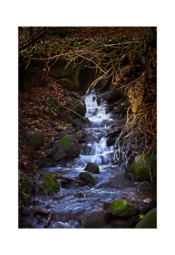 NEL BOSCO; UN RUSCELLO