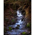 NEL BOSCO; UN RUSCELLO