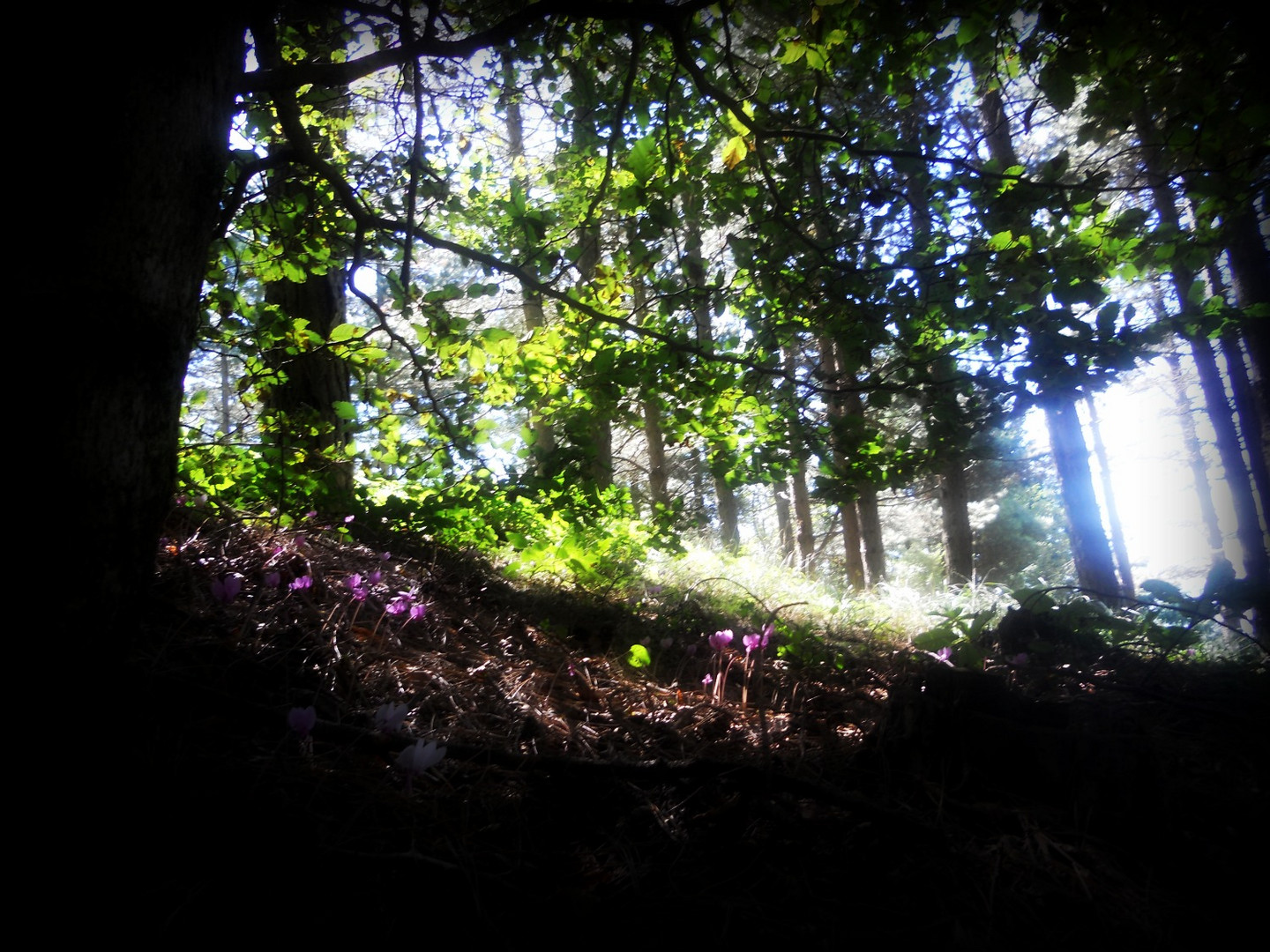 nel bosco..luci e ombre