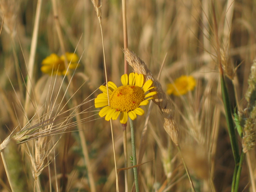 ...nel campo di grano