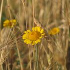 ...nel campo di grano