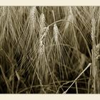 Nel campo di grano