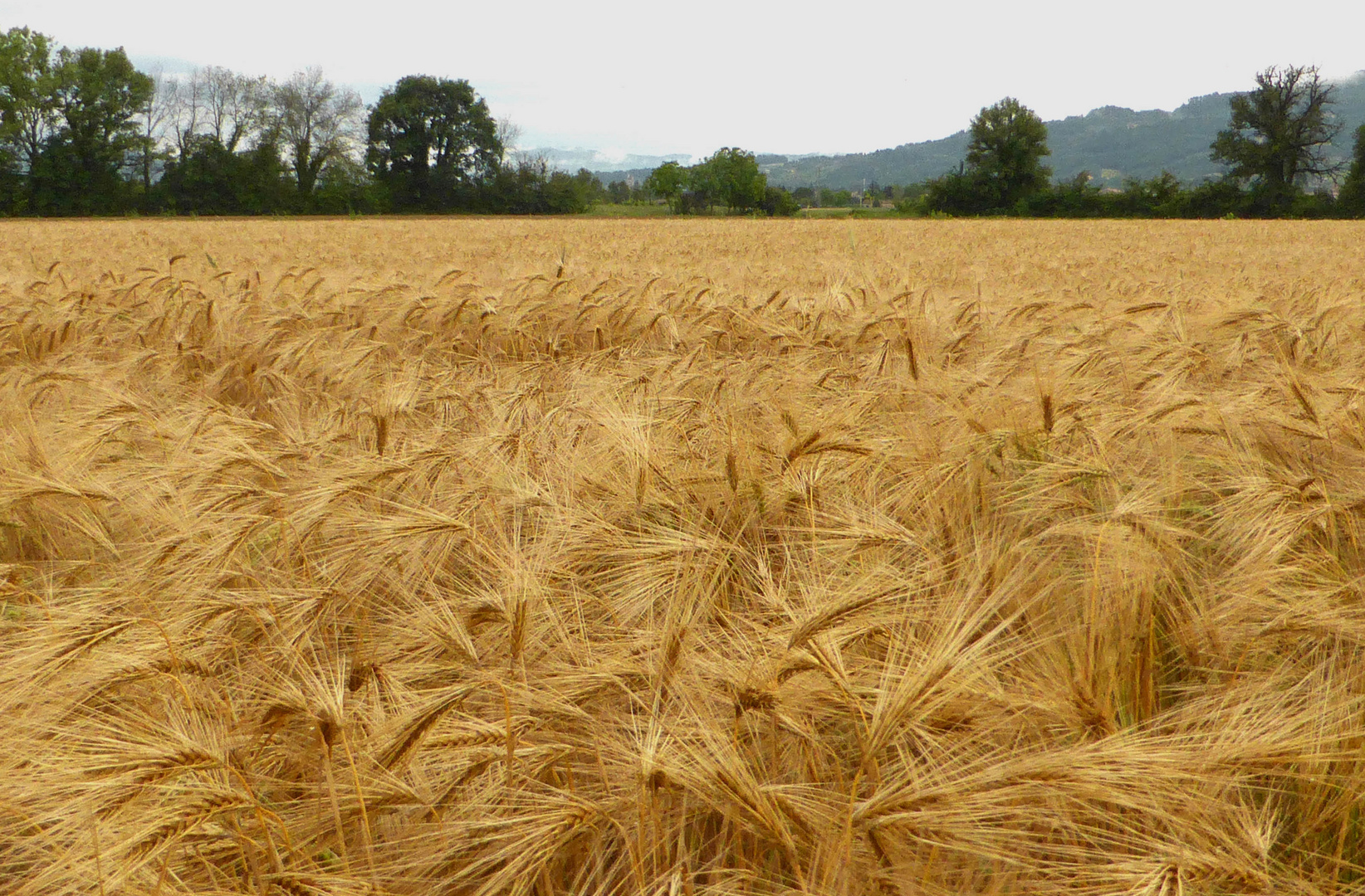 Nel campo..le spighe.. sono quasi mature.....