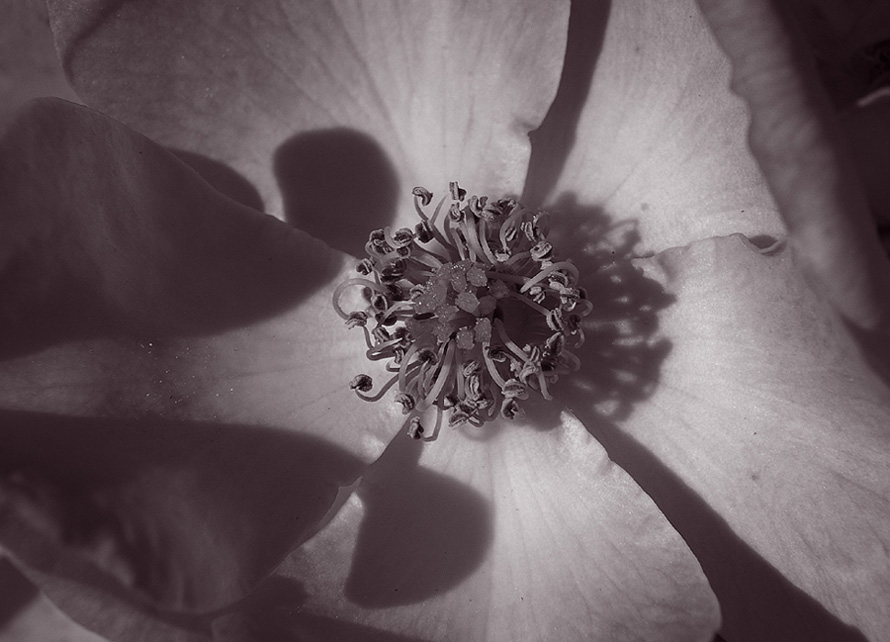 nel centro del fiore